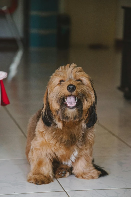 a small brown dog sitting on a tiled floor, pexels contest winner, happening, excited expression, bearded, bali, gif
