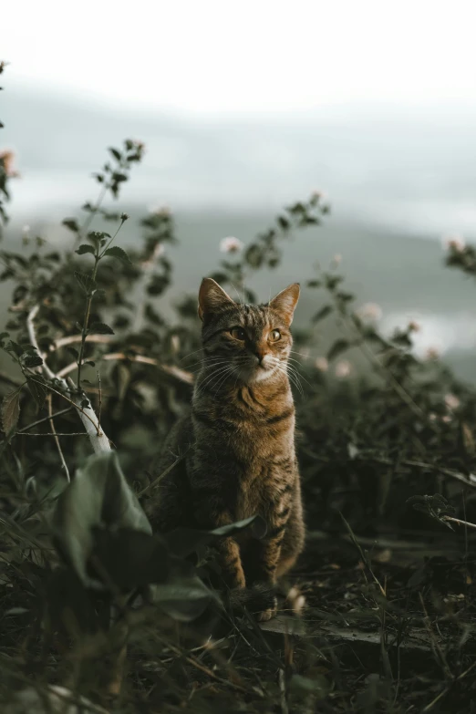 a cat sitting on top of a lush green field, a picture, by Niko Henrichon, unsplash contest winner, renaissance, on a gray background, beautiful cinematic, high quality upload, portrait of tall