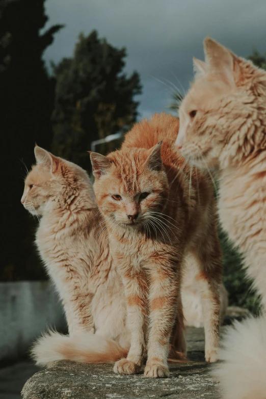 a couple of cats standing next to each other, a picture, pexels contest winner, fluffy orange skin, in a row, family photo, profile image