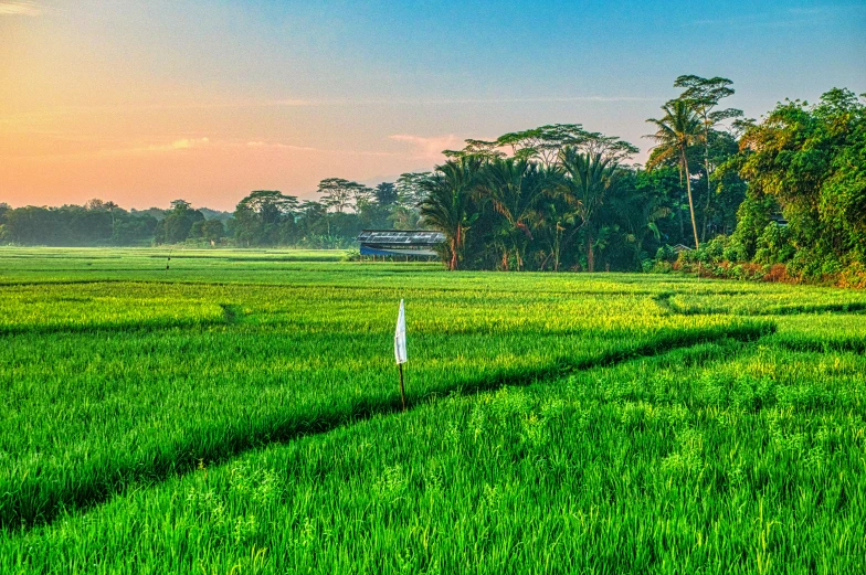 a field of green grass with a house in the distance, pexels contest winner, sumatraism, rice paddies, green and orange theme, green flags, late afternoon