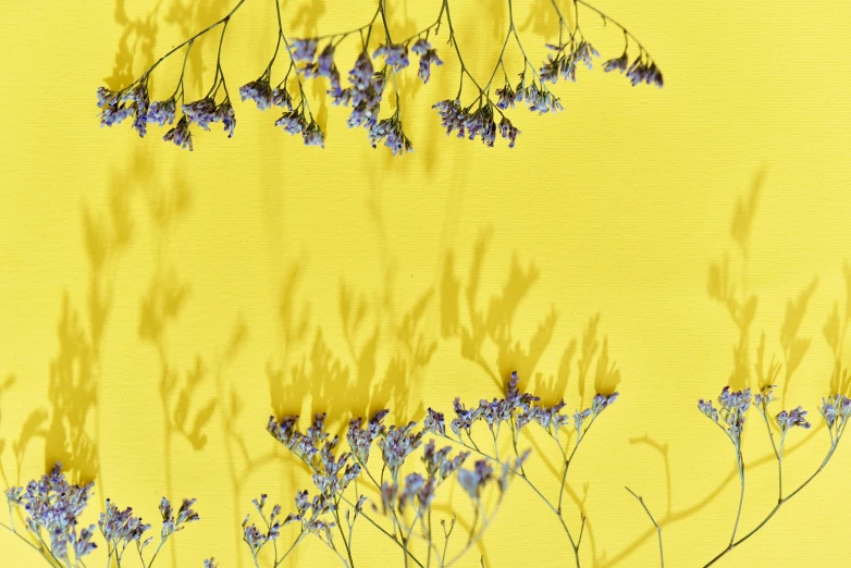 a vase filled with purple flowers sitting on top of a table, a picture, inspired by Yves Klein, trending on pexels, conceptual art, yellow wallpaper, shadows from trees, gypsophila, yellow seaweed