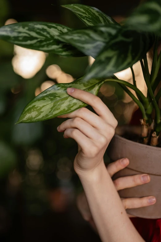 a woman holding a potted plant in front of her face, inspired by Elsa Bleda, trending on pexels, aerial iridecent veins, holding a milkor mgl, soft lighting, detailed product image