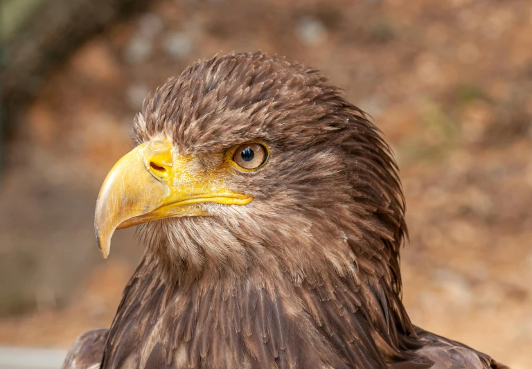 a close up of a bird of prey, pexels contest winner, hurufiyya, second eagle head, portrait of rugged zeus, young female, high-angle