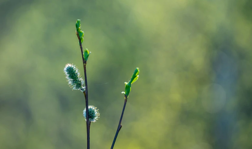 a close up of a plant with a blurry background, by Eglon van der Neer, unsplash, precisionism, willow trees, flower buds, green meadows, shot on sony a 7