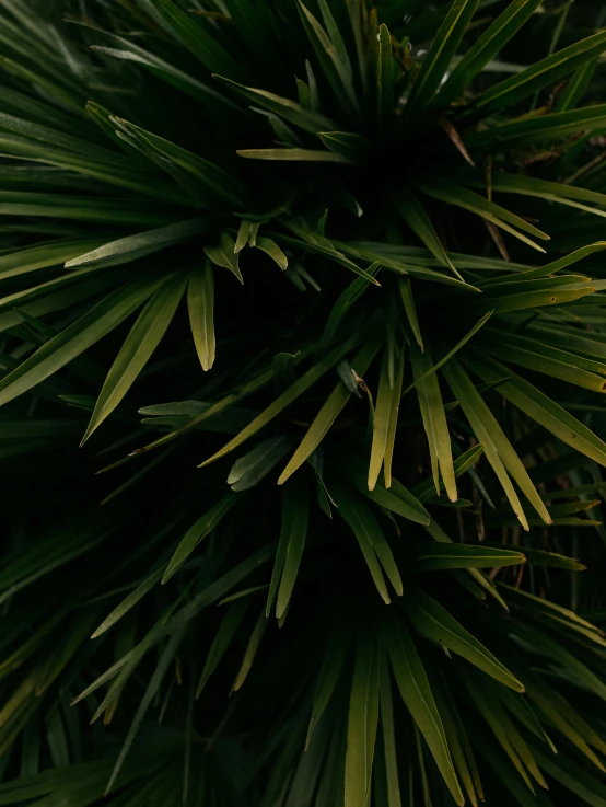 a white fire hydrant sitting next to a lush green tree, an album cover, unsplash, hurufiyya, palm skin, very dark with green lights, close up to a skinny, looking from slightly below