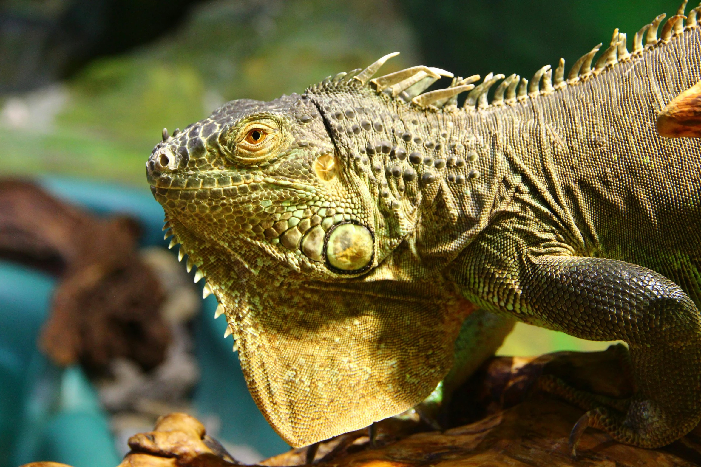 a close up of a lizard on a tree branch, by Gwen Barnard, pexels contest winner, sumatraism, iguana, water dragon, gecko sitting inside a terrarium, afternoon sunshine