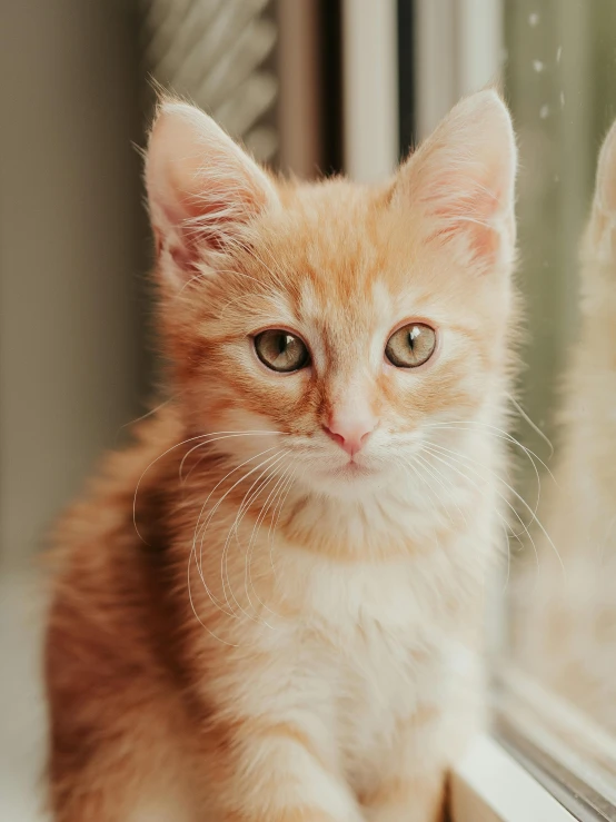 a close up of a cat sitting on a window sill, trending on unsplash, kitten puppy teddy mix, an orange cat, adoptables, posing for a picture