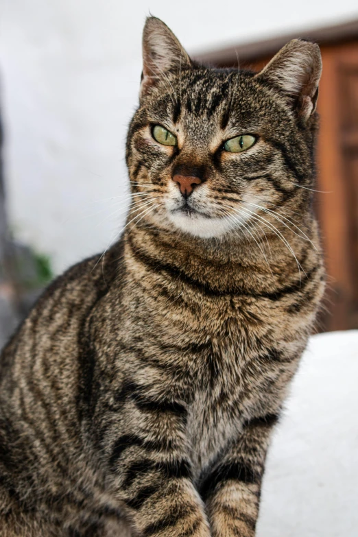 a cat sitting on top of a white couch, by Julia Pishtar, unsplash, clear green eyes, armored cat, short brown hair and large eyes, aged 2 5