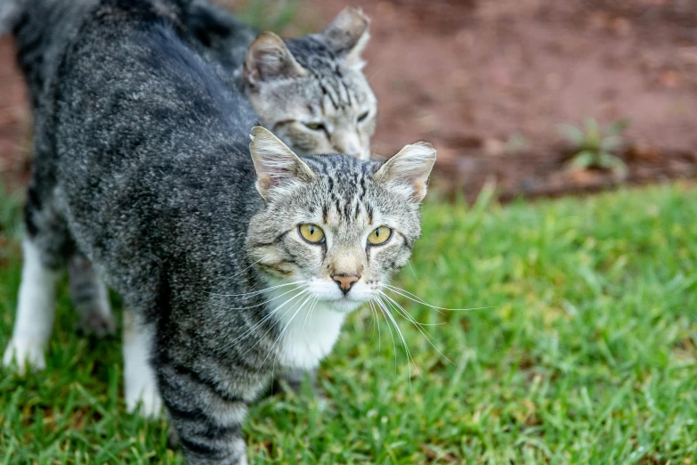 a couple of cats standing on top of a lush green field, a portrait, unsplash, grey, close-up photo, young adult male, hunting