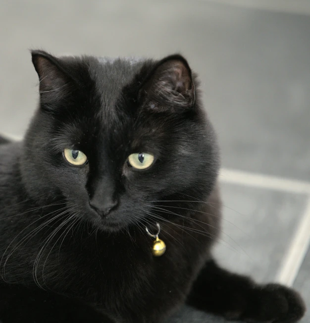 a black cat sitting on a tile floor, by Emma Andijewska, unsplash, black jewellery, looking up at camera, young male, 5 years old