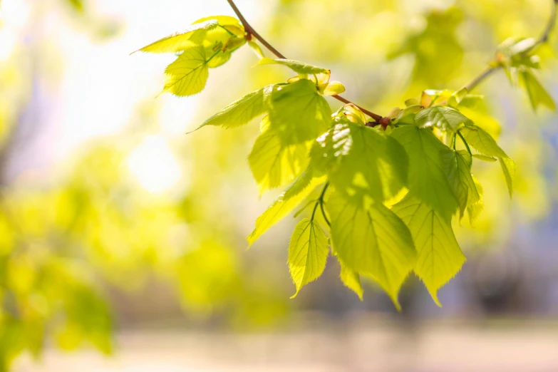 a branch of a tree with green leaves, by David Simpson, trending on pexels, warm sunshine, linden trees, celebrating, detail shot