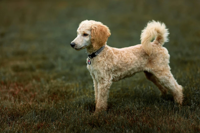 a small white dog standing on top of a lush green field, an album cover, pexels contest winner, curly blonde hair | d & d, brown tail, shallow depth or field, pixelated