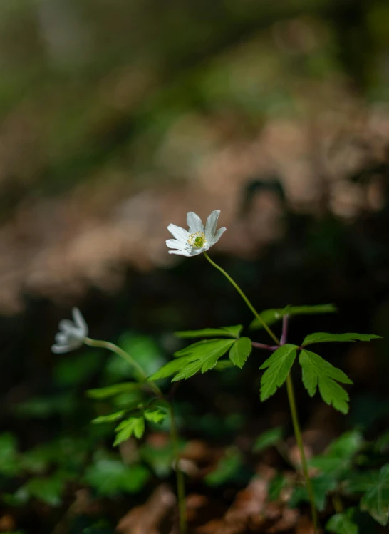 a small white flower growing out of the ground, unsplash, in serene forest setting, slide show, anemone, medium format. soft light
