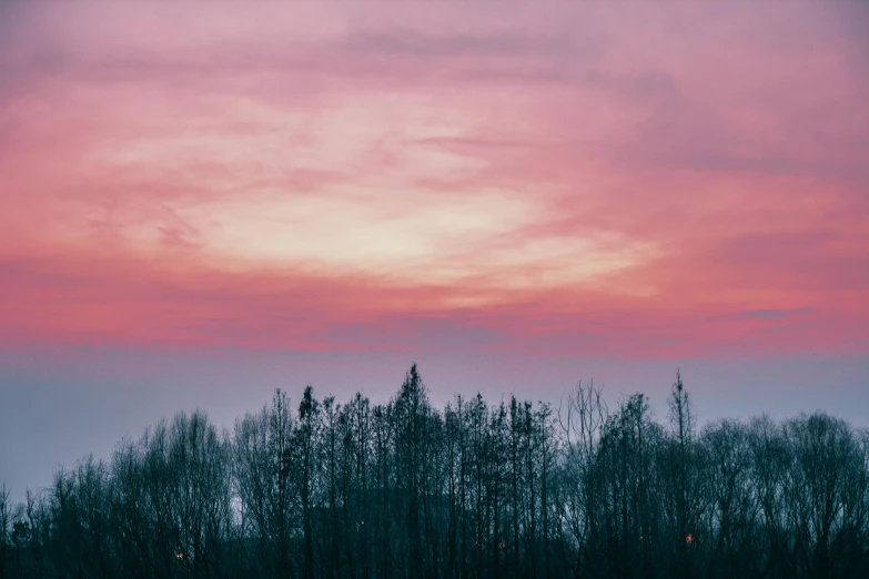 a flock of birds sitting on top of a lush green field, an album cover, inspired by Elsa Bleda, pexels contest winner, aestheticism, forest pink fog planet, pink sunset, northern finland, bare trees