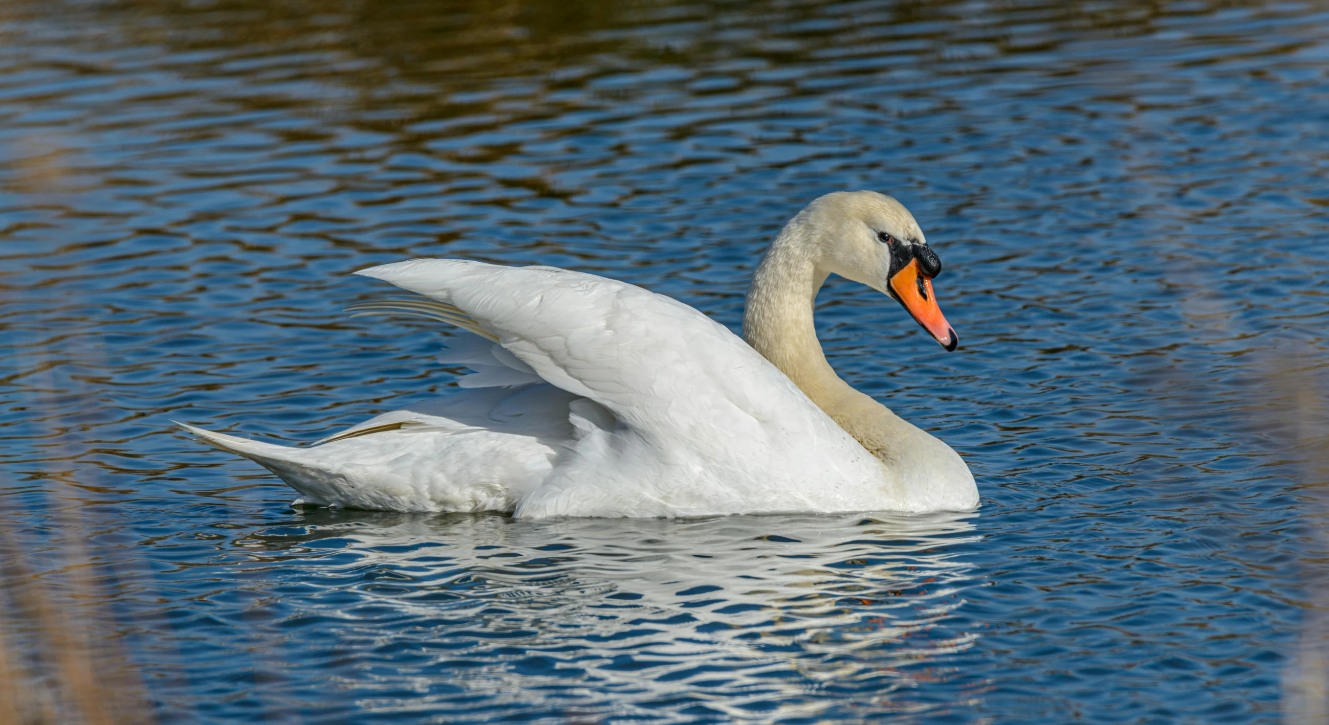 a white swan floating on top of a body of water, by Gwen Barnard, pexels contest winner, arabesque, brockholes, sydney park, today\'s featured photograph 4k, portrait of a big