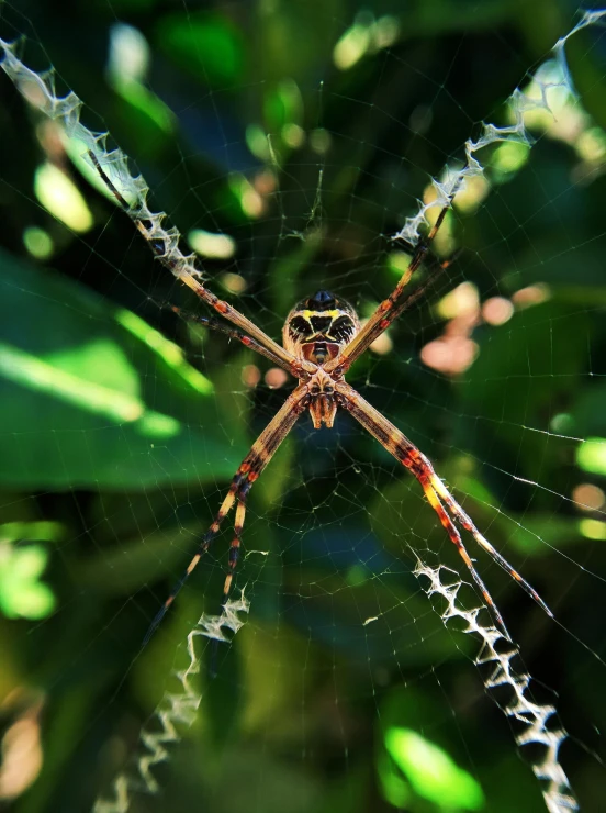 a spider sitting on top of a spider web, by Tony Szczudlo, pexels contest winner, hurufiyya, in a jungle, avatar image, frontal view, high angle shot