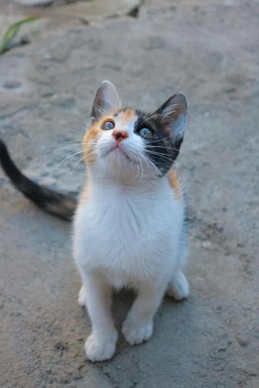 a cat sitting on the ground looking up, unsplash, multicolored, standing, with narrow nose, young female