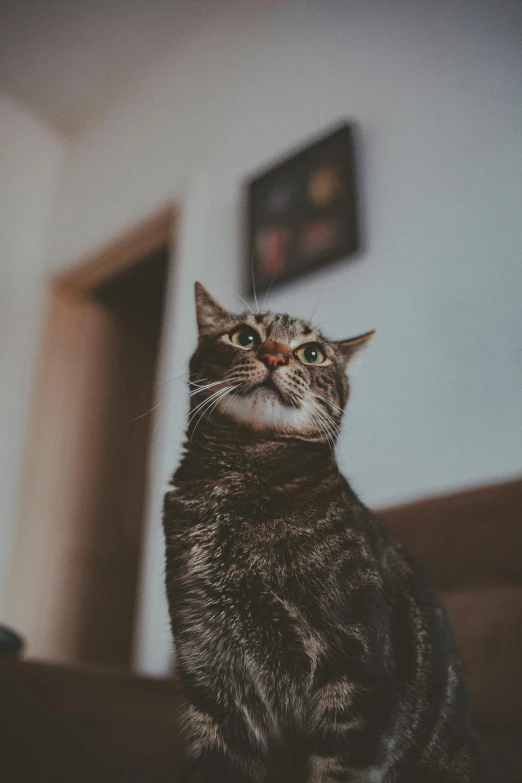 a cat sitting on a couch looking up, a picture, pexels contest winner, standing confidently, gif, mixed animal, high resolution photo