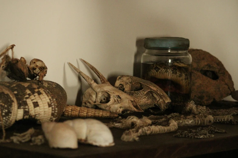 a table topped with lots of stuff on top of a wooden table, vanitas, human and animal skulls, profile image, reptiles, brown