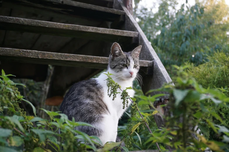 a cat that is sitting in the grass, in a garden of a house