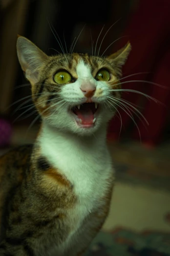 a close up of a cat with its mouth open, flickr, shocked expression on her face, in a medium full shot, a tall, bali
