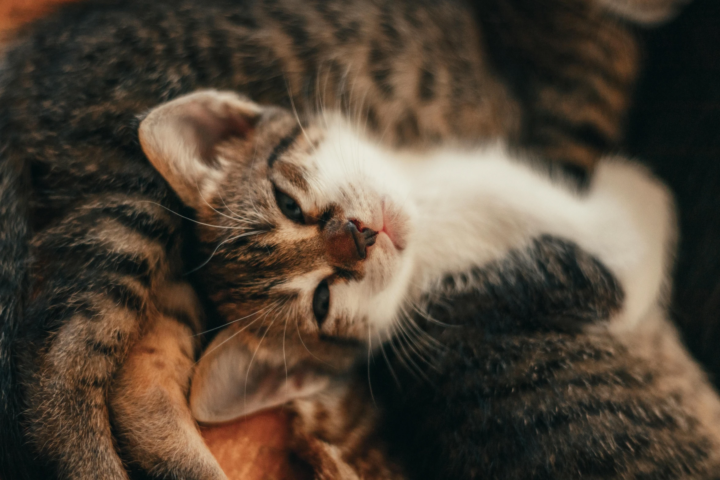 a couple of cats laying on top of each other, trending on pexels, sleepy expression, shot on canon eos r5, gif, cute single animal