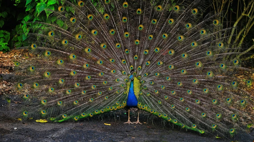 a peacock with it's feathers spread out, a portrait, by Jan Rustem, pexels contest winner, 🦩🪐🐞👩🏻🦳, by greg rutkowski, sri lanka, album