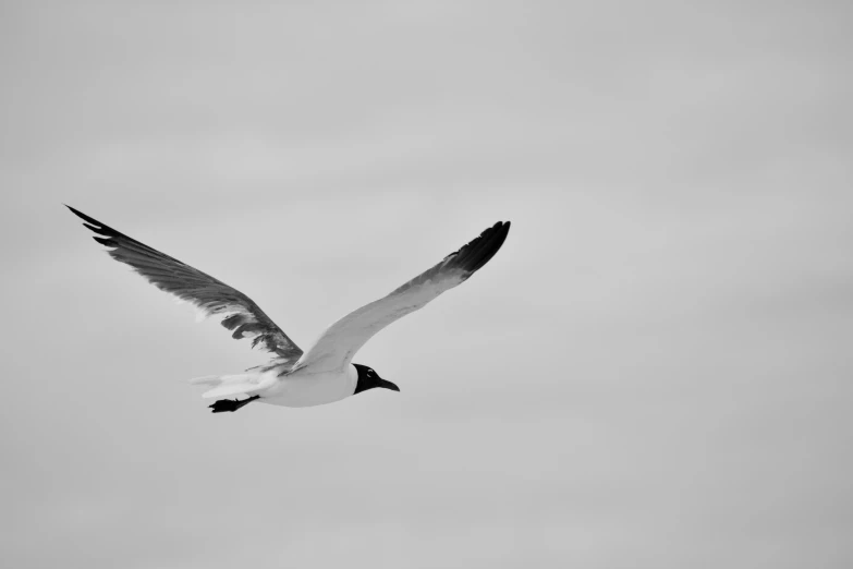 a black and white photo of a seagull in flight, by Mike Bierek, pexels contest winner, eyelevel!!! view!!! photography, photographic print