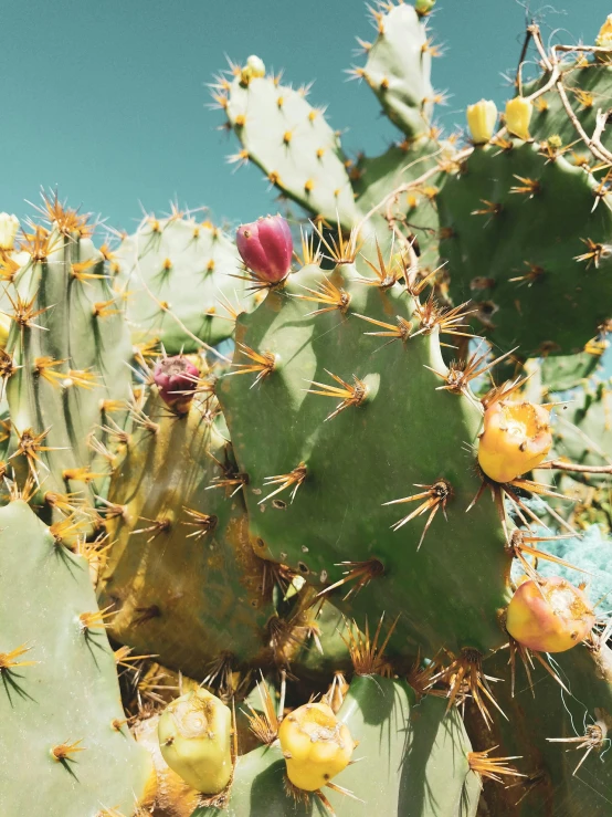 a close up of a cactus plant with yellow flowers, a colorized photo, trending on unsplash, 💋 💄 👠 👗, dragon fruits, petra collins, waving at the camera