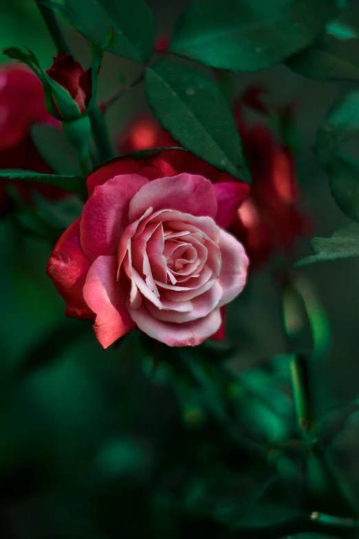 a close up of a pink rose with green leaves, a digital rendering, unsplash, paul barson, red and white flowers, slide show, in the evening