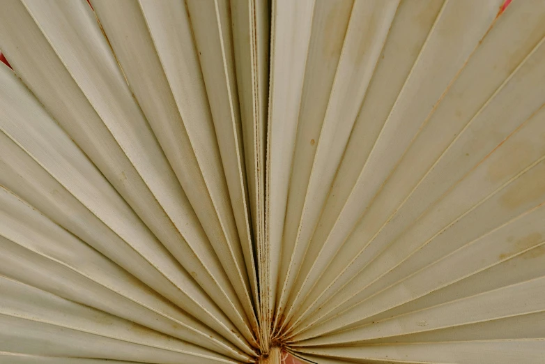 a close up of a large white umbrella, hurufiyya, palm pattern visible, herbarium page, brown