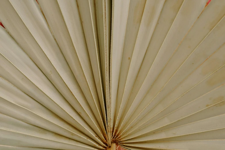 a close up of a large white umbrella, hurufiyya, palm pattern visible, herbarium page, brown