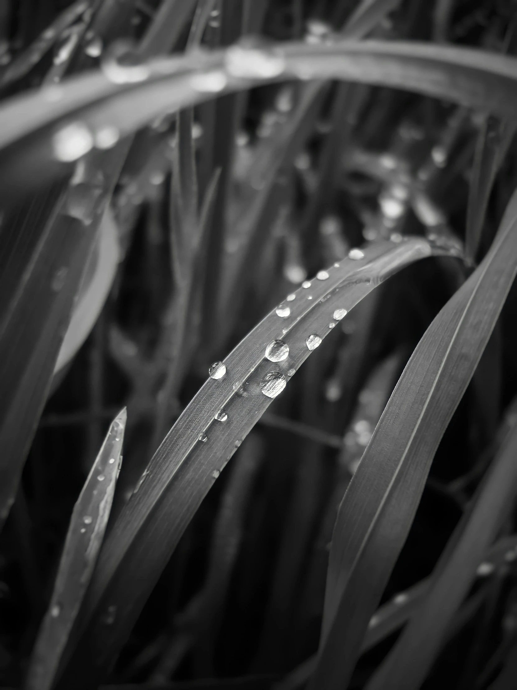 black and white photograph of water droplets on grass, a macro photograph, by Daniel Gelon, cinematic. by leng jun, tall, jovana rikalo, farming