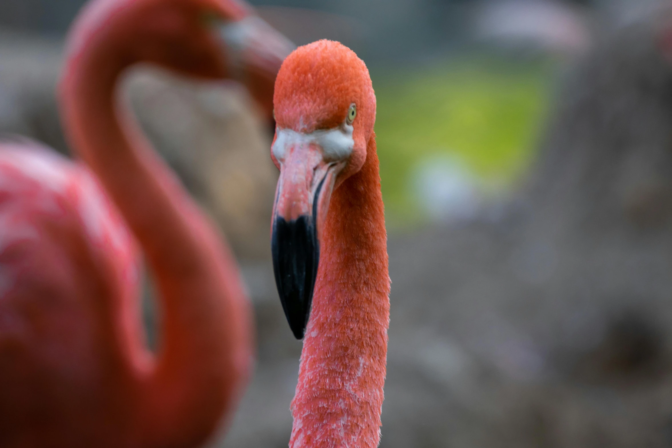 a close up of a flamingo with a blurry background, by Brian Thomas, pexels contest winner, photorealism, 🦩🪐🐞👩🏻🦳, high angle close up shot, rounded beak, majestic pose