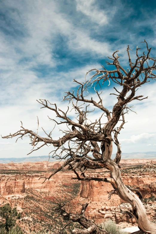 a dead tree sitting in the middle of a desert, top of a canyon, slide show, tangled trees, no cropping