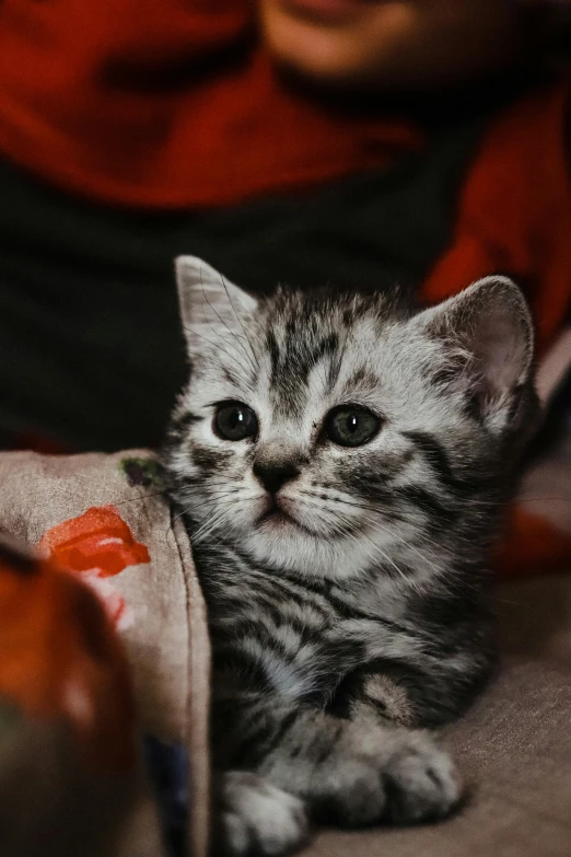 a small kitten sitting on top of a blanket, pexels contest winner, grey ears, gif, attractive photo, wearing a scarlet hoodie