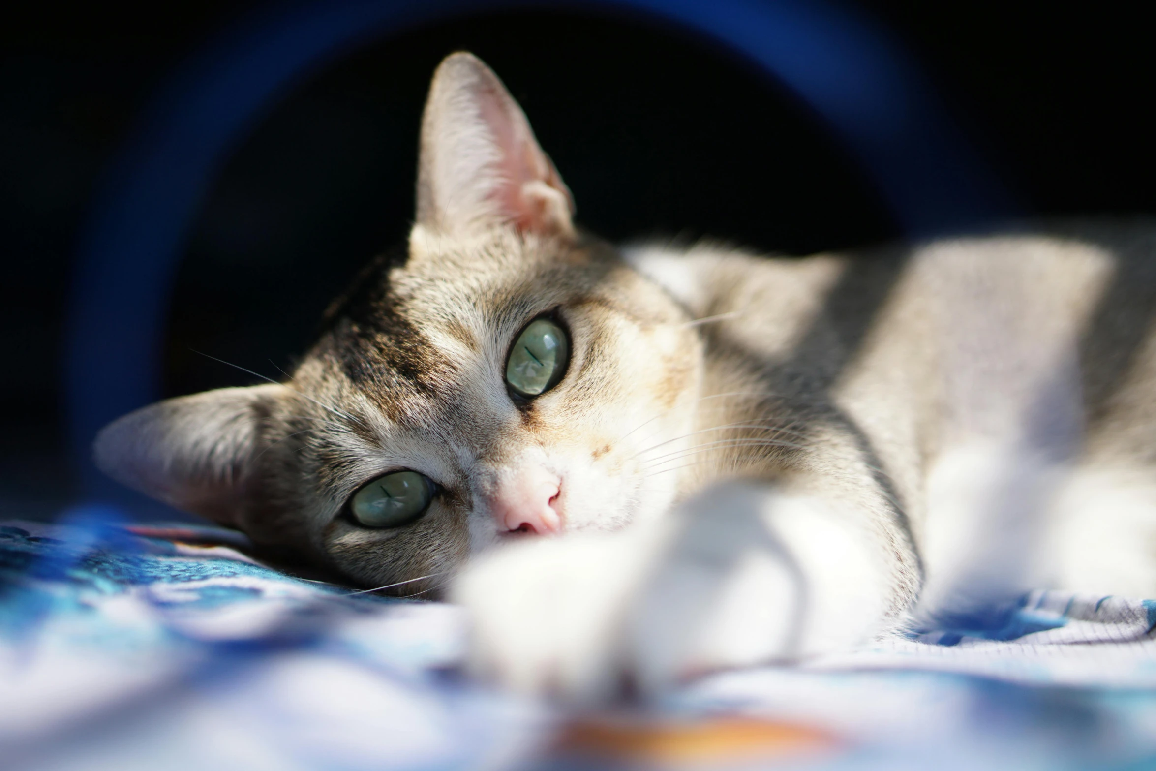 a close up of a cat laying on a bed, by Julia Pishtar, unsplash, in the sun, getty images, armored cat, wide eyed
