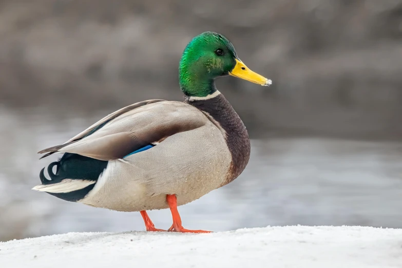 a duck standing on top of a snow covered ground, by Jacob Duck, trending on pexels, hurufiyya, photo of green river, mallard (anas platyrhynchos), reykjavik, subject= duck