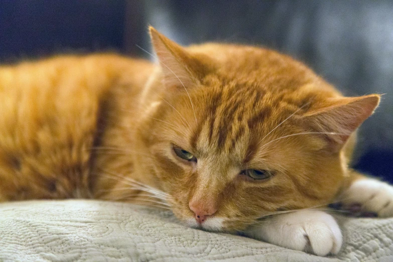 a close up of a cat laying on a couch, orange cat, disappointed, ap photo, taken in the late 2010s