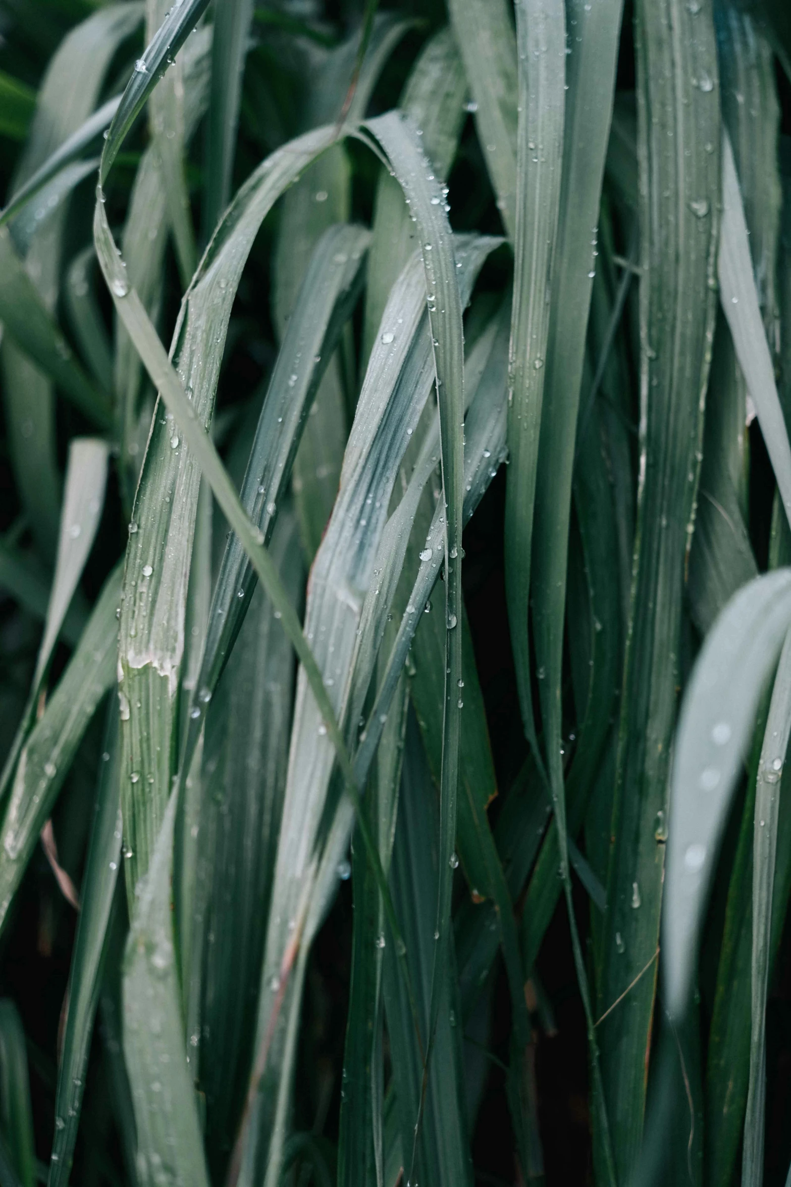 a close up of a plant with water droplets on it, unsplash, giant pig grass, high texture detail), grey, tall