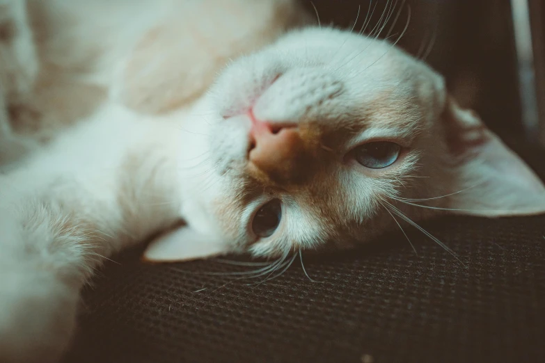 a close up of a cat laying on a chair, pexels contest winner, high forehead, white, gif, laying down