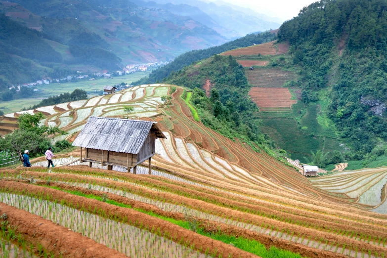 an over grown rice farm with two people walking