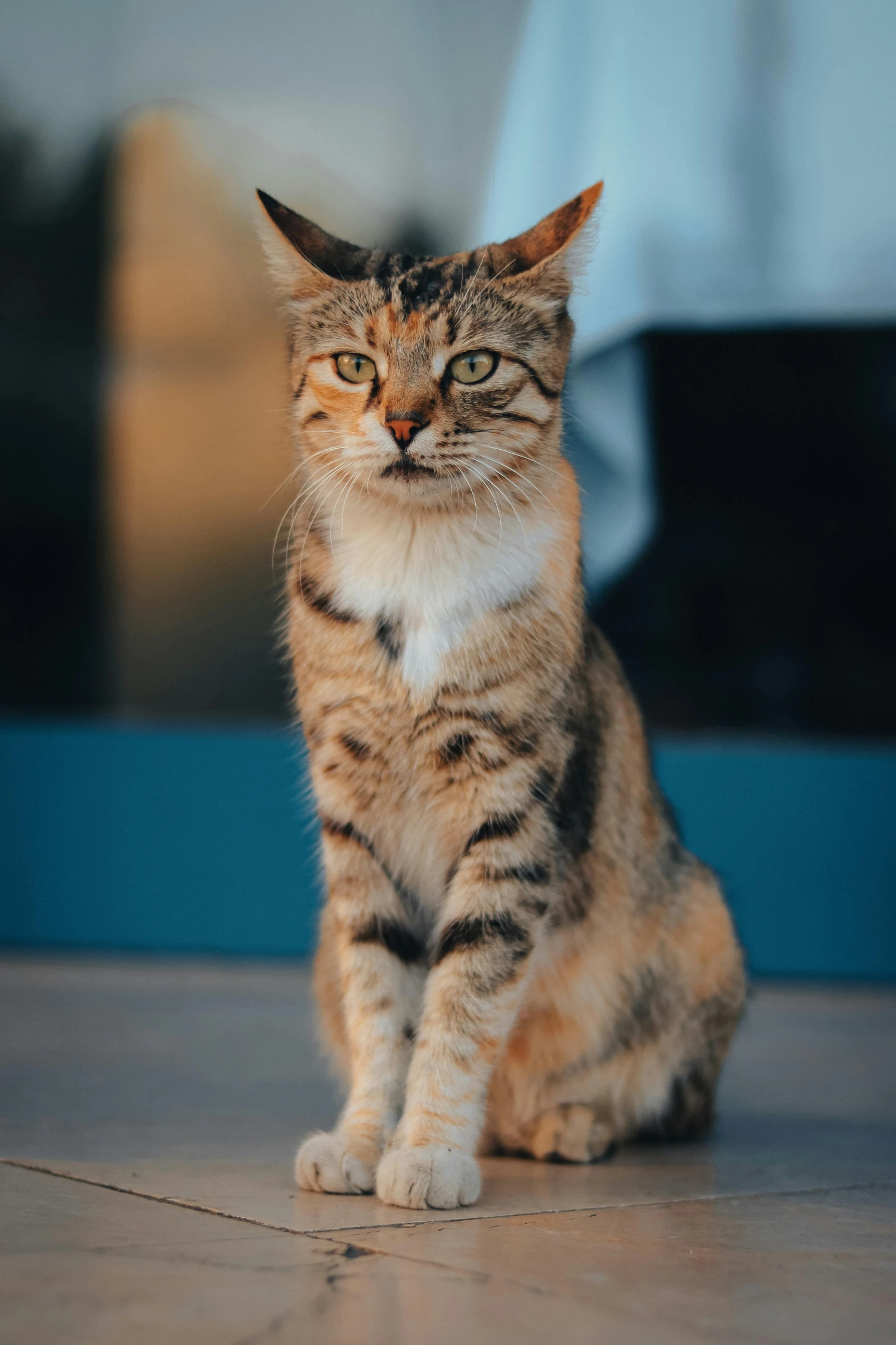 a close up of a cat sitting on a tiled floor, a picture, trending on unsplash, portrait of tall, madagascar, gif, great quality