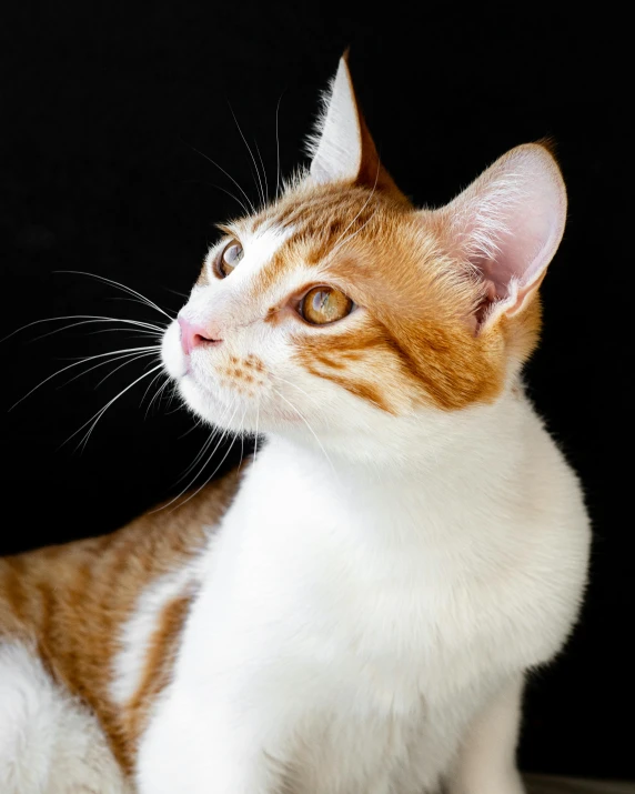 an orange and white cat sitting on top of a table, in front of a black background, non-binary, trending photo, looking to his left