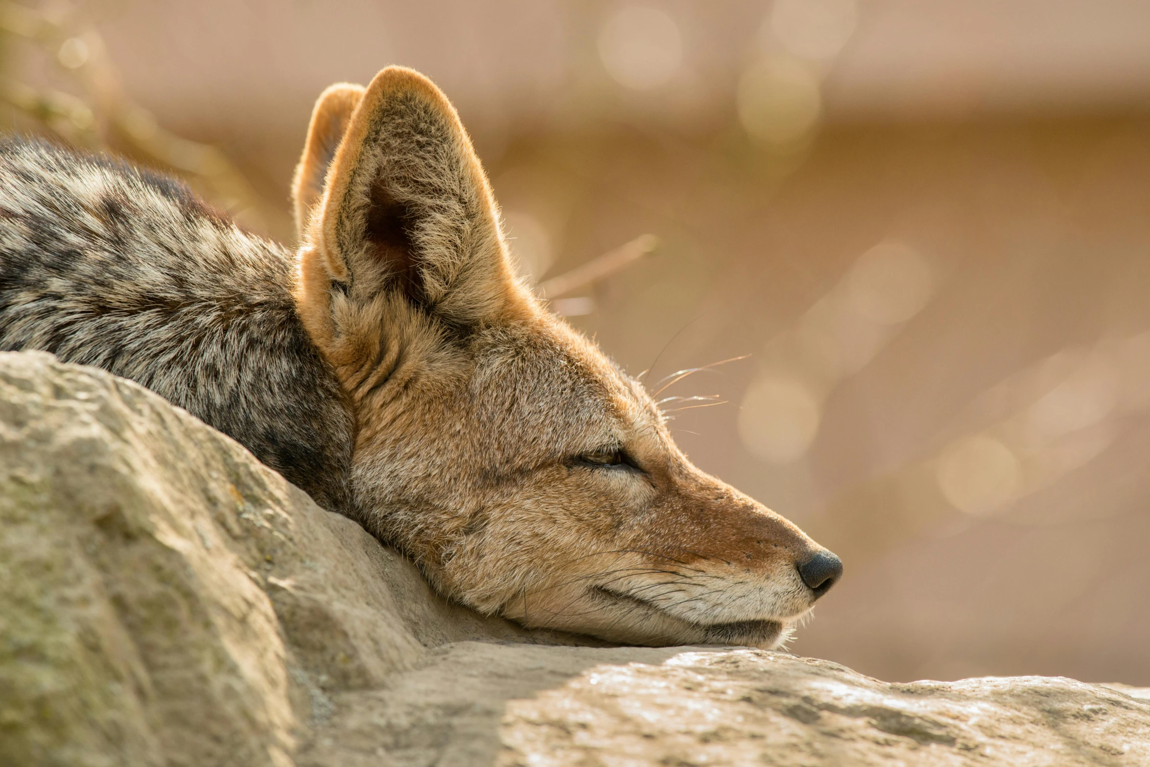 a close up of a dog laying on a rock, fennec ears on top of his head, wildlife preservation, asleep, jackal