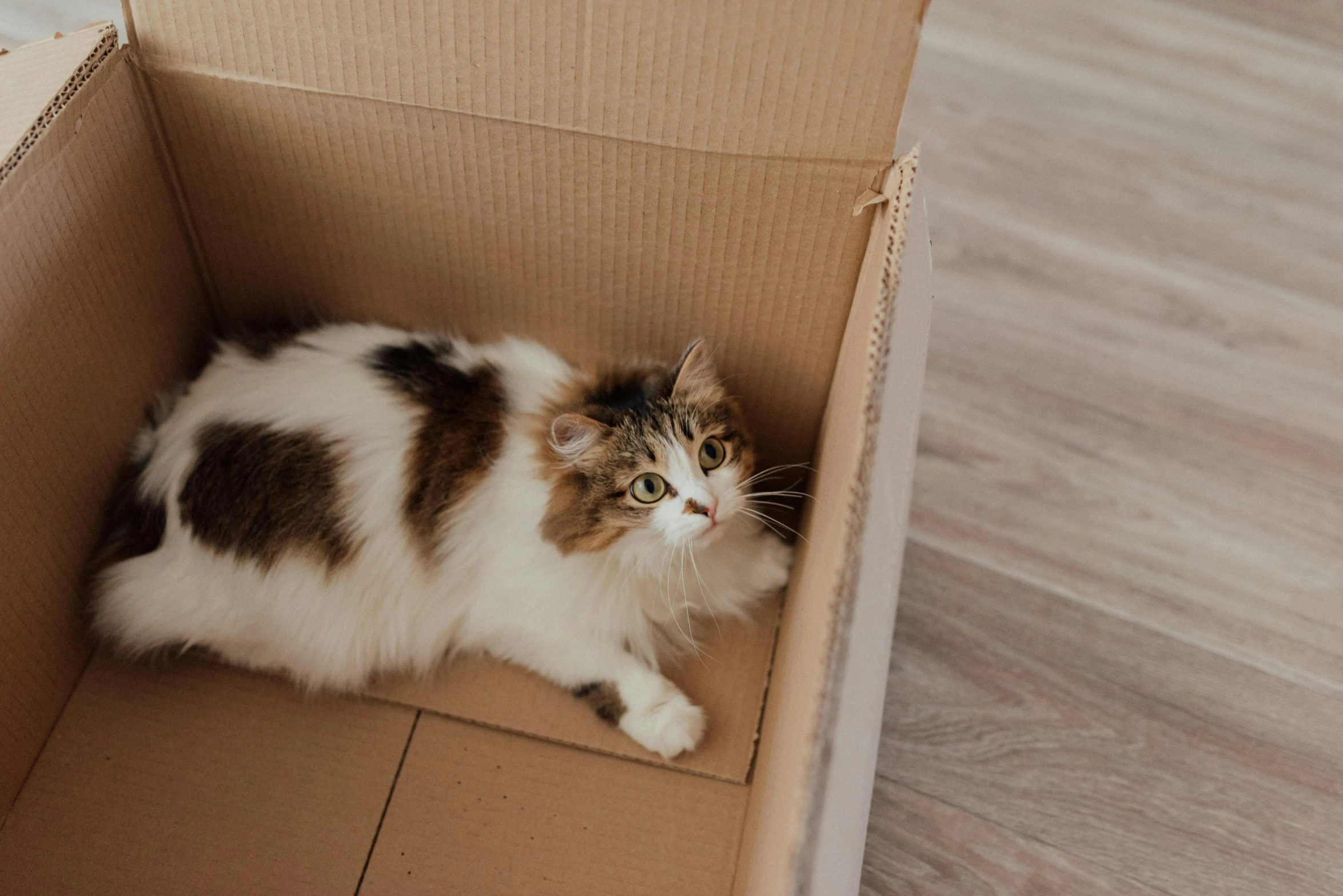 a cat sitting in a cardboard box on the floor, by Emma Andijewska, trending on pexels, white with chocolate brown spots, sustainable materials, fluffy, cat summons a spaceship