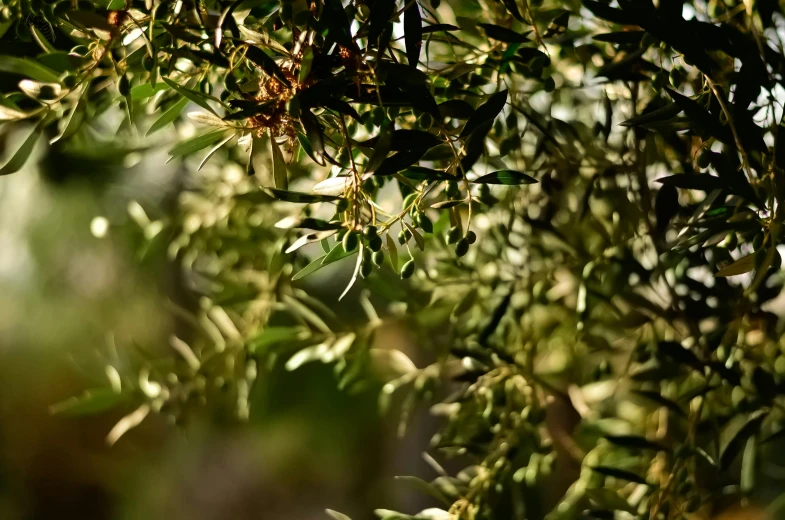 green leaves growing on the nches in an outdoor setting