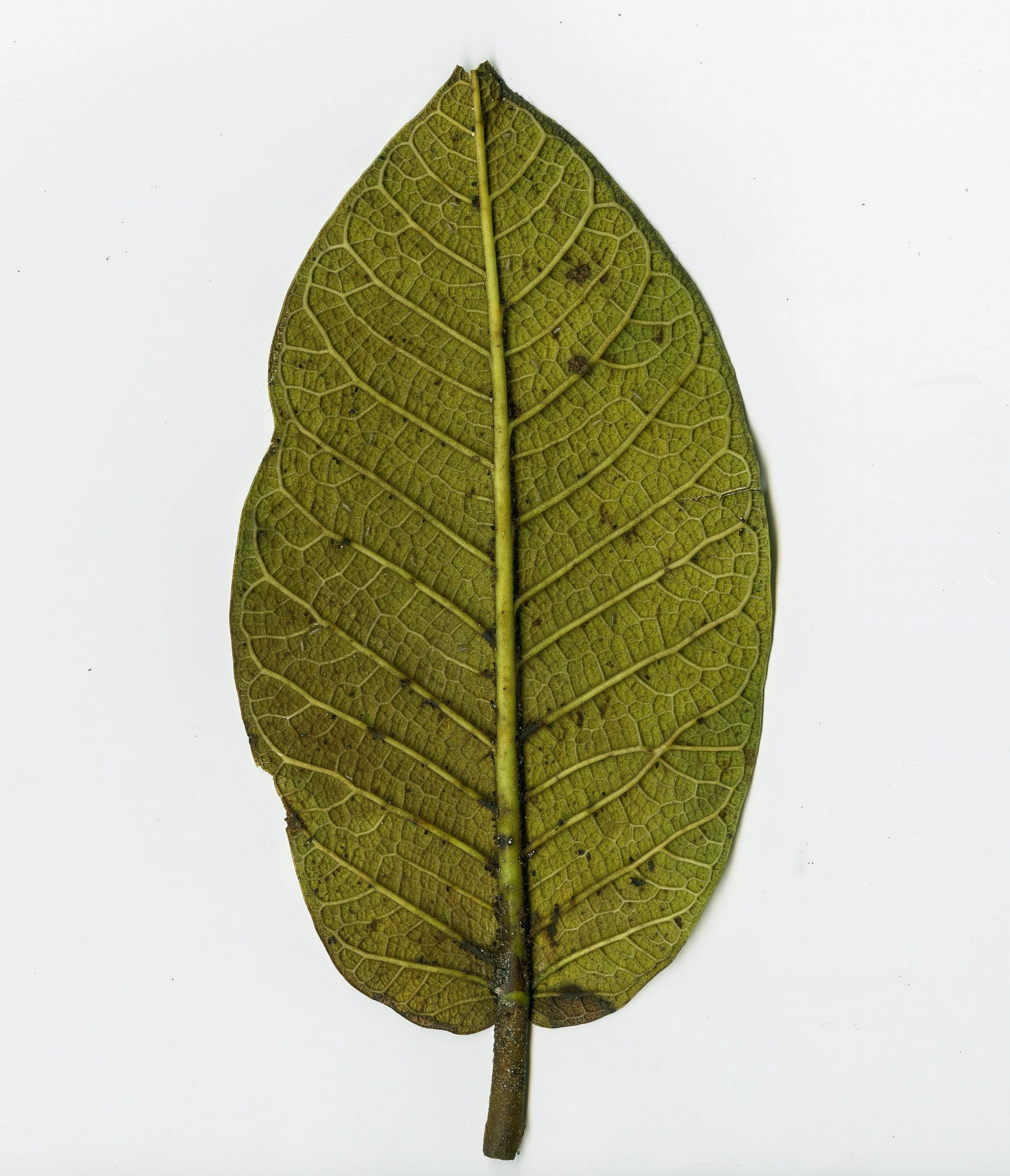 a close up of a leaf on a white surface, nuttavut baiphowongse, h 768, portrait n - 9, bald