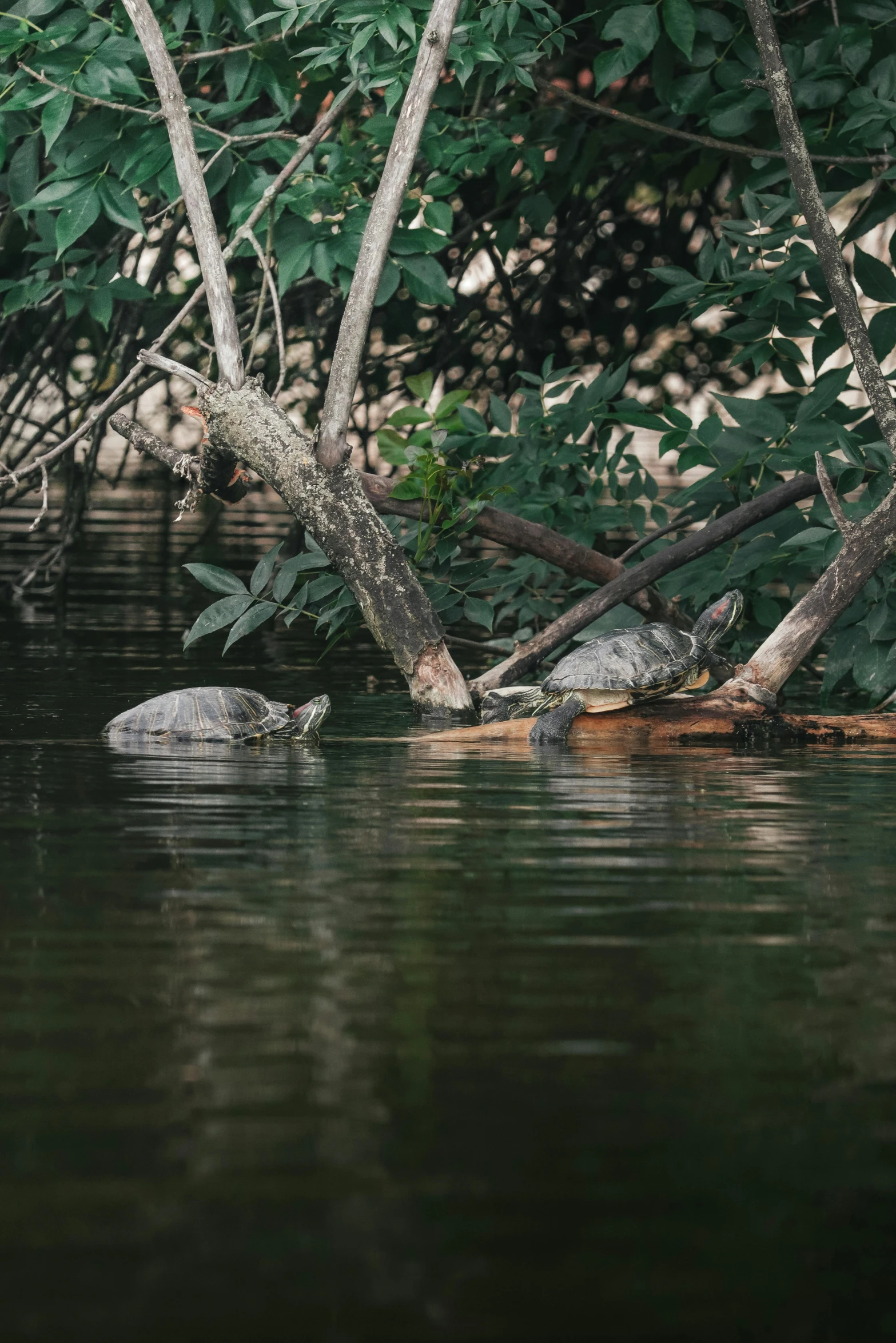 a group of turtles sitting on top of a body of water, sitting on a log