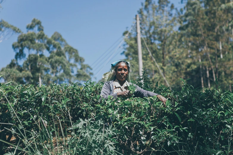 a woman standing on top of a lush green field, a portrait, by Will Ellis, hurufiyya, amongst coffee beans and flowers, in the hillside, avatar image, george pemba